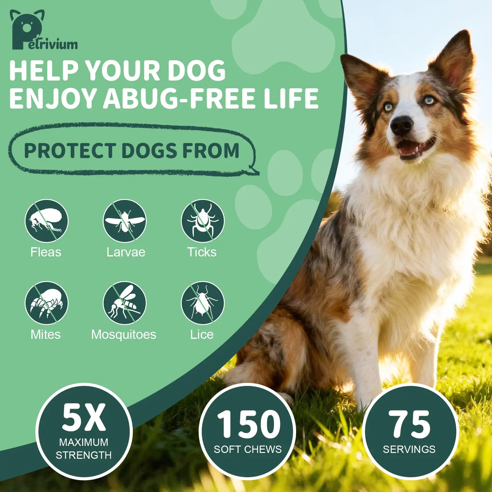 150Ct-Dog Flea & Tick Support Soft Chews - Natural Oral Supplement - Suitable for All Breeds & Sizes-Chicken Flavor#Summervibes#Petlovers Tiktokshopspringglowup